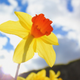 Illustration for article titled 70 Spectacular Spring Wallpapers